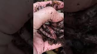 Video 28 Introducing NEW Compost Worms to the Bedding Store in Comments [upl. by Saddler781]