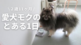 【キースホンド】愛犬モクの寝て遊ぶだけの1日 [upl. by Base]