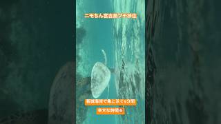 宮古島新城海岸海亀と泳ぐ宮古島観光宮古島vlogニモちんトラベラーニモちん宮古島スポット [upl. by Setsero]