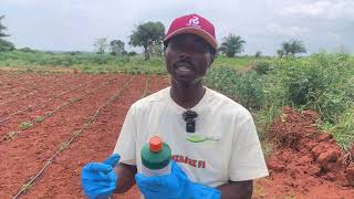 How To Protect Your Vegetables From Pests And Diseases Habanero [upl. by Eeb]