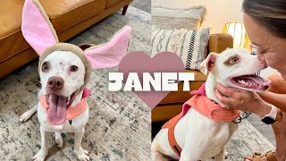 Janet the Ittie bittie pittie [upl. by Airoled]