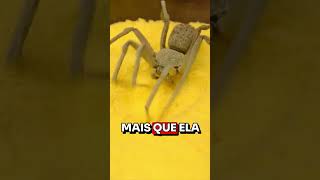 ESSA ARANHA DÁ MEDO [upl. by Michael]