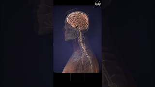 How memory is stored in brain  brainmemory braincells shorts trending education viralshort [upl. by Ayihsa695]