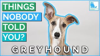 Things Nobody Told You About Owning a Greyhound  Vet Dr Alex [upl. by Brackett]