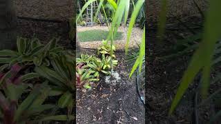 Chrysalidocarpus Lafazamanga and basilongus just planted for future hybrid production [upl. by Isnan]