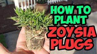 How to plant Zoysia Plugs [upl. by Gnex]