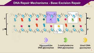 DNA Repair Mechanisms Base Excision Repair  Animation [upl. by Moran]