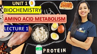 Amino Acid Metabolism Lecture 1 I Biochemistry I Transamination I Deamination I Transdeamination [upl. by Moser]