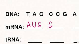 How To Use The Genetic Codon Chart [upl. by Wernda143]