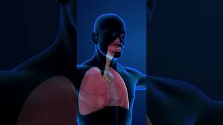 Function Of Lung  Humen Lung  Key Function of lung shorts [upl. by Tereve]