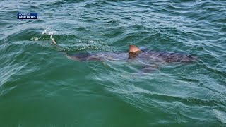 Got my attention Shark sightings force North Shore beach to close [upl. by Sass]