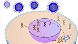 The Viral Life Cycle [upl. by Apollus]