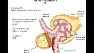 Renal Physiology at home Lecture chapter 7 [upl. by Idzik705]