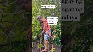 maglagay ng gapangan ng ampalaya buhayprobinsya farming youtubeshorts shortvideo nature [upl. by Enixam]