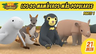 Los 20 Mamíferos Más Populares Episodio Compilación Parte 15  Leo El Explorador Episodio [upl. by Justen]