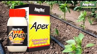 Agromax  chilli  Apex result  Farmer opinion [upl. by Fancy]