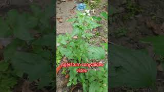 Ageratum conyzoides video🌺 Ageratumconyzoides shorts youtube [upl. by Pam]