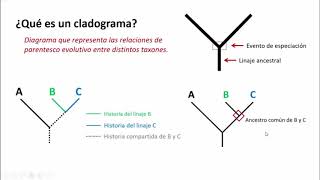 Práctica de Laboratorio Cladogramas [upl. by Nnilsia250]