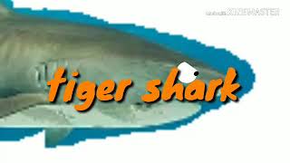 Tiger shark vs sarcoprion vs squalicorax [upl. by Helgeson]