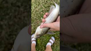 catfish eats bass lure 🤔 [upl. by Henderson]