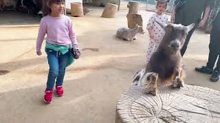 Having fun with animals at Irvine zoo Californiachhomsreypachលោកឳវនវាសីច័ន្ទៈមុនីលោកឳសានលោកឳសួង [upl. by Notniw296]