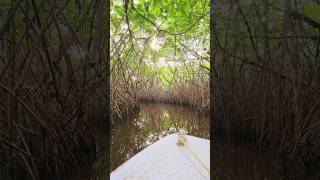 Part 3  Pichavaram  Mangrove Forest nature mangrove tamilnadu pichavaram [upl. by Nepsa]