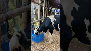 গরু guru cow goru amba hamba cow videos gorur video guru guru goro guru tiktok গরুর ভিডিও goluviral [upl. by Siari]