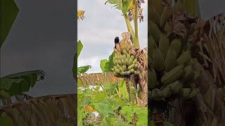 Pássaro preto 🐦‍⬛🐦‍⬛ comendo banana 😋 [upl. by Nosnarb]