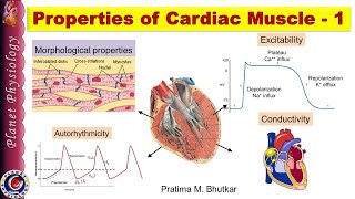 Properties of cardiac muscle Part 1 [upl. by Inva]