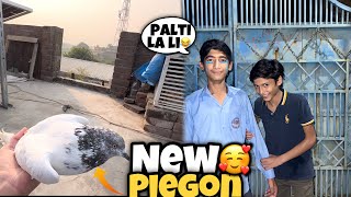 New Piegon La Aya😍  Umer Sa La Li Palti 😂  Rehman Nasir Vlogs [upl. by Irrahs]