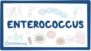 Enterococcus causes symptoms diagnosis treatment pathology [upl. by Ailisec159]