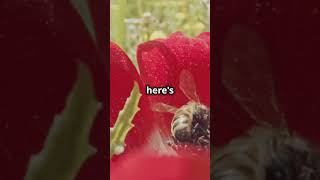 All About BEES 🐝 natural bees nature ai interesting invideoai [upl. by Felita636]