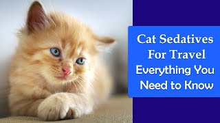 Cat Sedatives For Travel Everything You Need to Know About [upl. by Jerrylee825]