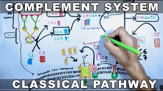 Complement System  Classical Pathway [upl. by Malorie]