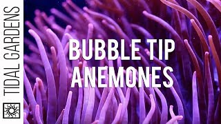 Bubble Tip Anemones [upl. by Appleby]