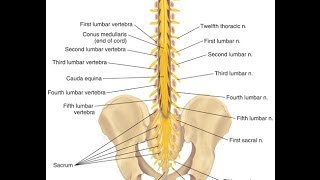 Cauda Equina Syndrome update [upl. by Rosie]