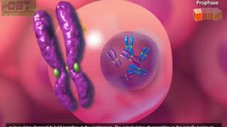 Cell Cycle and Mitosis 3D Animation 720pHD How Cell Divide Cell Cycle Regulation Cell Division [upl. by Pirali418]