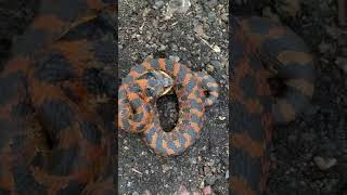 Orange Hognose Snake Hissing [upl. by Dinny]