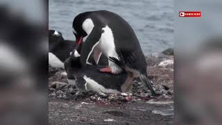 Gentoo Penguins 🐧 Mating  Nature at its best [upl. by Llenahc980]