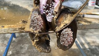 CutTrim and Cleaning  Saw blade found inside cows hoof  Cleans cow hooves [upl. by Pejsach557]