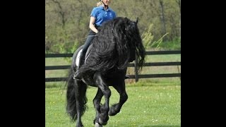 GRIPPING VIDEO Friesian Stallion Frederik the Greats Tribute to his Trainer [upl. by Arait]