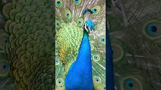 Peacock Calls  Peafowl Bird Sounds peacock birds [upl. by Ahsikrats216]