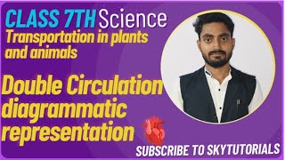 Transportation in human beings Double Circulation diagrammatic representation doublecirculation [upl. by Llerol]