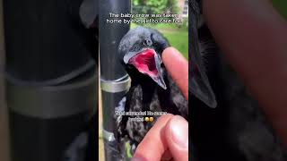 Rescue a baby crow animalshorts shortvideo animalrescue [upl. by Fish]