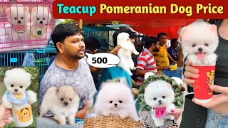 Teacup Pomeranian dog price in India  Pomeranian puppies price  cute puppy price  cute Pomeranian [upl. by Britni54]