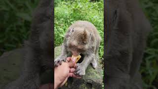 Very Love baby monkeyEAT AND OLAY cute🐒😘su6 monkeys viral animals shortsvideo monkey youtube [upl. by Rizan]