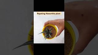 Repoting Haworthia plant indoorplant haworthia plantsandplanters [upl. by Tolmach]