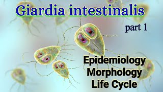 Giardia intestinalis Habitat Epidemiology Morphology Life Cycle  Giardia lamblia [upl. by Refitsirhc]