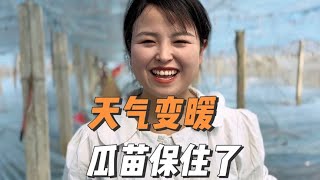 天气变暖，大棚和瓜苗保住了，小夫妻感慨这些天努力没有白费 [upl. by Bahe638]