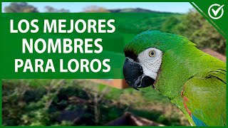 🦜 NOMBRES para LOROS hembra o macho  Originales graciosos y divertidos 🦜 [upl. by Majka]